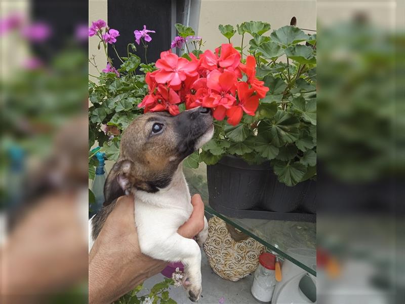 Jack Russell Terrier HÜNDIN mit CHIP/Eu-Pass AB SOFORT