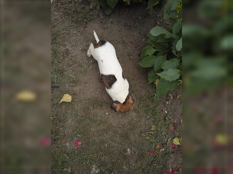 Jack Russell Terrier HÜNDIN mit CHIP/Eu-Pass AB SOFORT