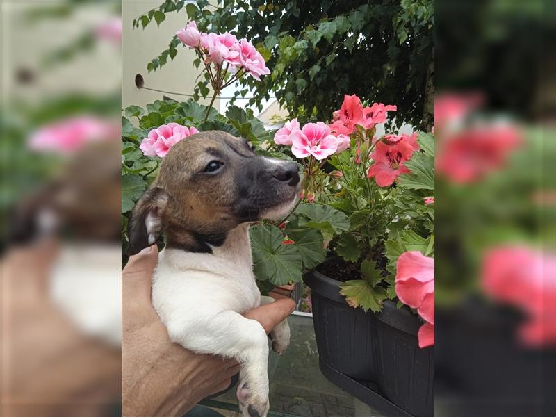 Jack Russell Terrier HÜNDIN mit CHIP/Eu-Pass AB SOFORT