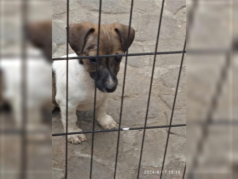 Jack Russell Terrier HÜNDIN mit CHIP/Eu-Pass AB SOFORT