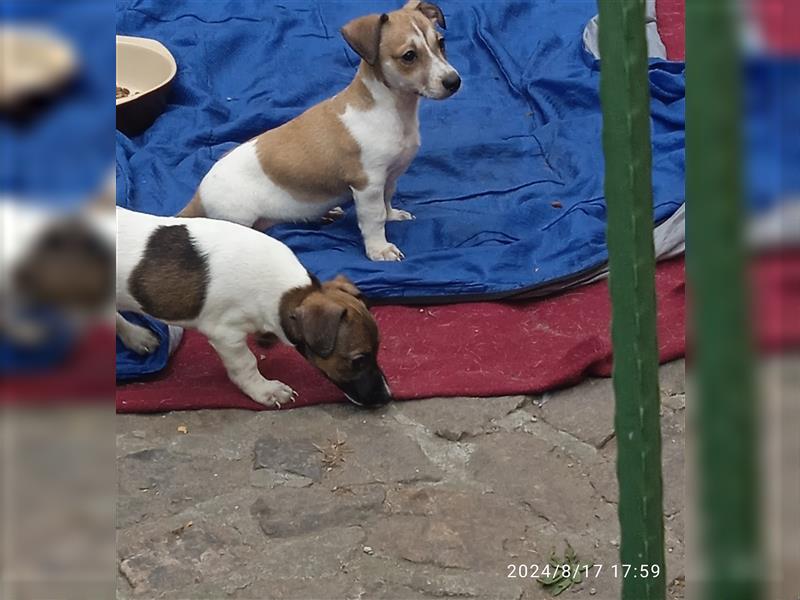 Jack Russell Terrier HÜNDIN mit CHIP/Eu-Pass AB SOFORT