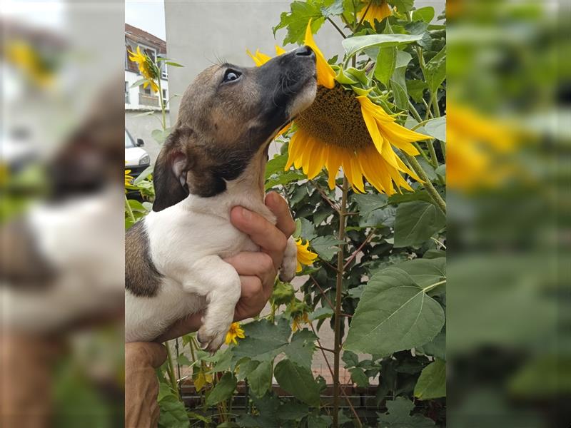 Jack Russell Terrier HÜNDIN mit CHIP/Eu-Pass AB SOFORT