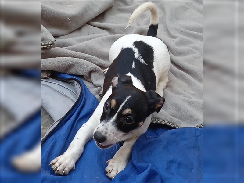 Jack Russell Terrier HÜNDIN mit CHIP/Eu-Pass AB SOFORT