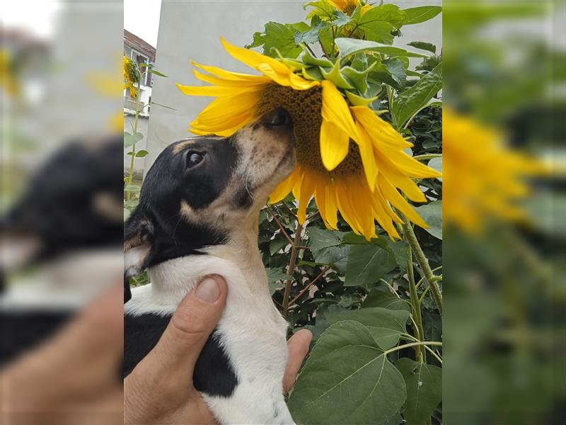 Jack Russell Terrier HÜNDIN mit CHIP/Eu-Pass AB SOFORT