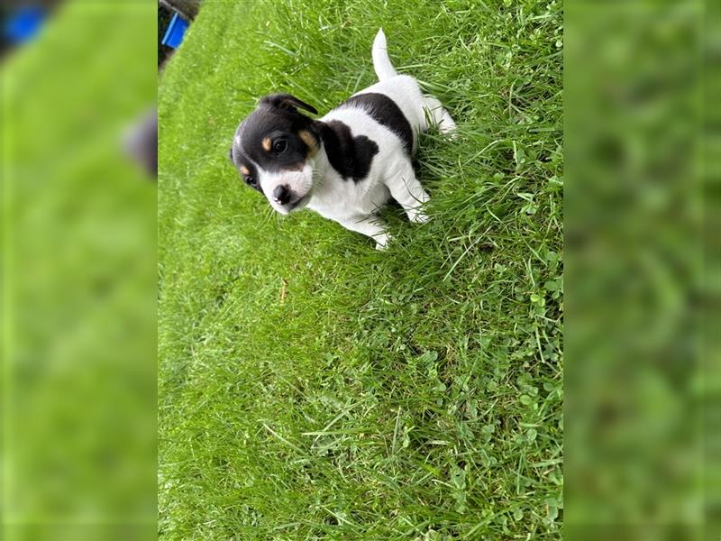 Jack Russel Terrier Welpen