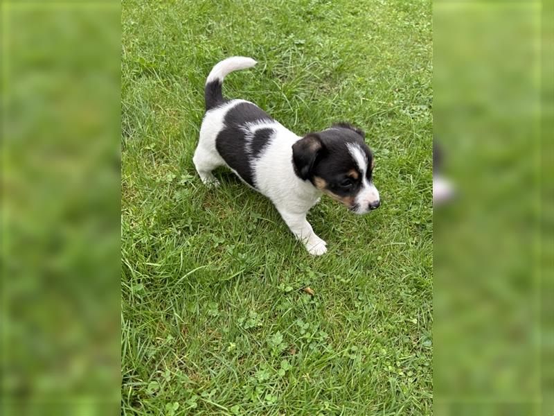 Jack Russel Terrier Welpen