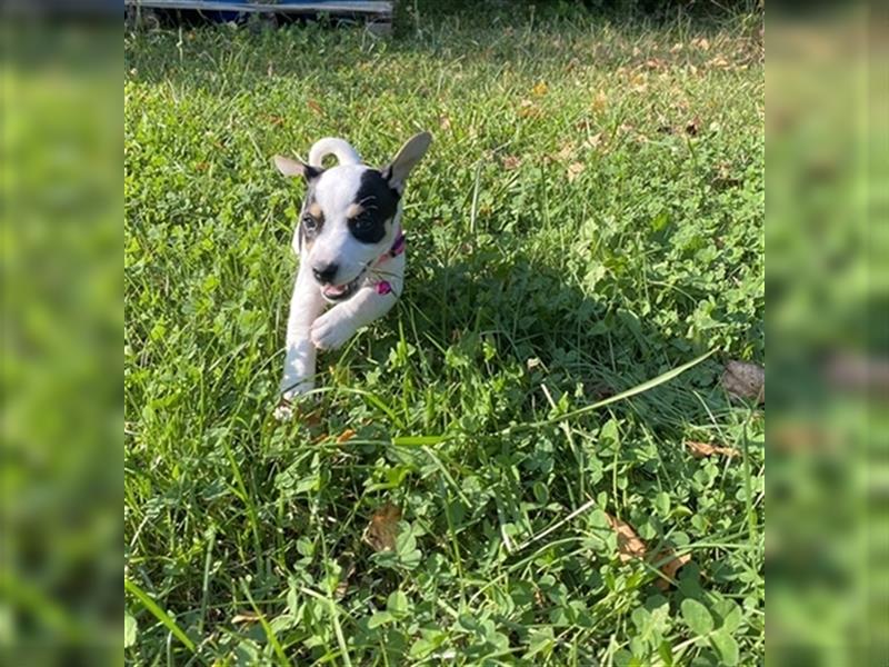 Jack Russell Terrier