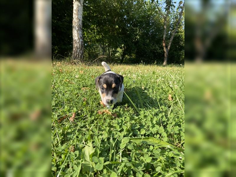 Jack Russell Terrier