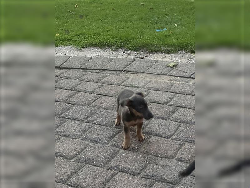 Wunderschönes Jack Russel Terrier Weibchen sucht ein liebevolles Zuhause!