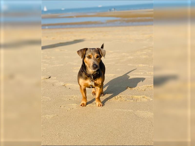 Wunderschönes Jack Russel Terrier Weibchen sucht ein liebevolles Zuhause!