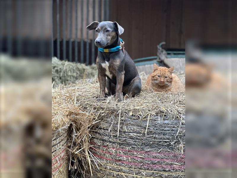 Wunderschönes Jack Russel Terrier Weibchen sucht ein liebevolles Zuhause!