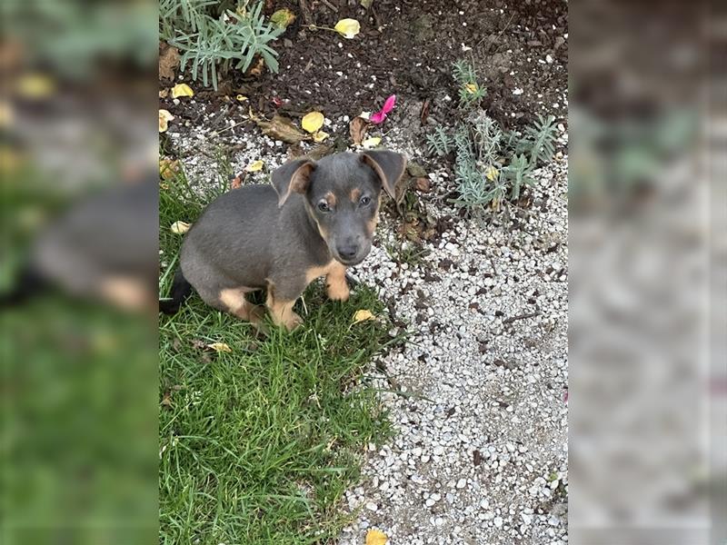 Wunderschönes Jack Russel Terrier Weibchen sucht ein liebevolles Zuhause!