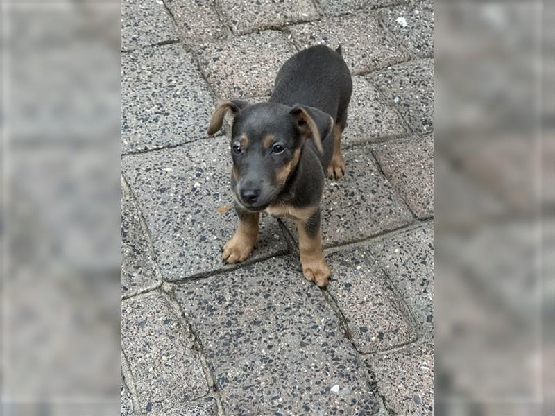 Wunderschönes Jack Russel Terrier Weibchen sucht ein liebevolles Zuhause!