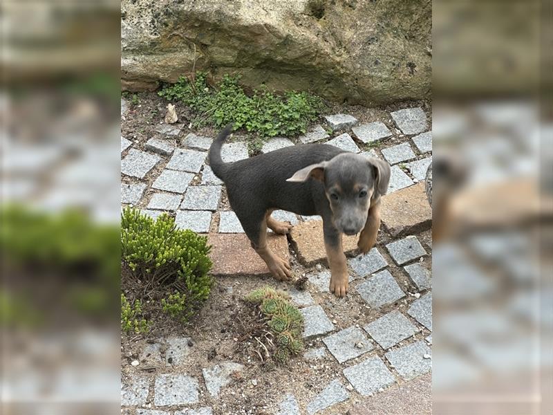 Wunderschönes Jack Russel Terrier Weibchen sucht ein liebevolles Zuhause!