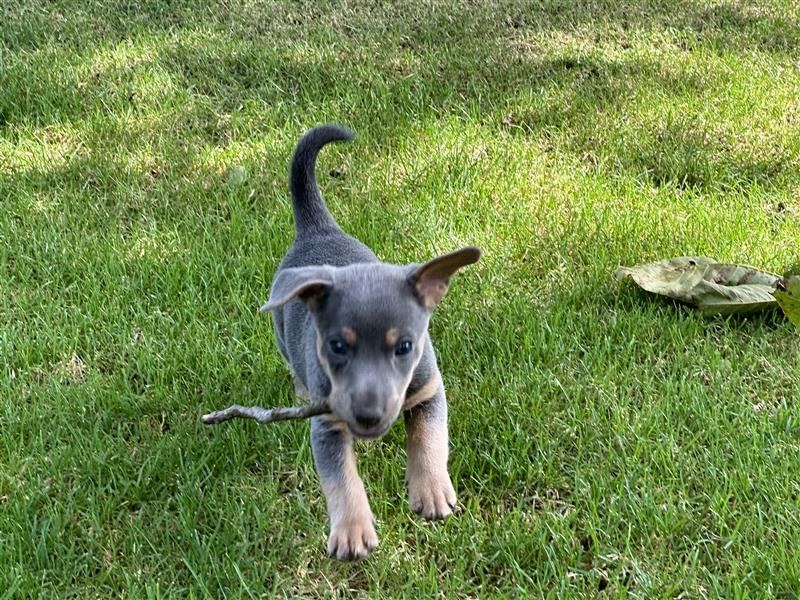 Wunderschönes Jack Russel Terrier Weibchen sucht ein liebevolles Zuhause!