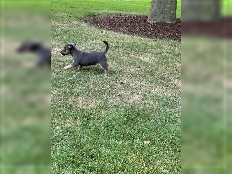 Wunderschönes Jack Russel Terrier Weibchen sucht ein liebevolles Zuhause!