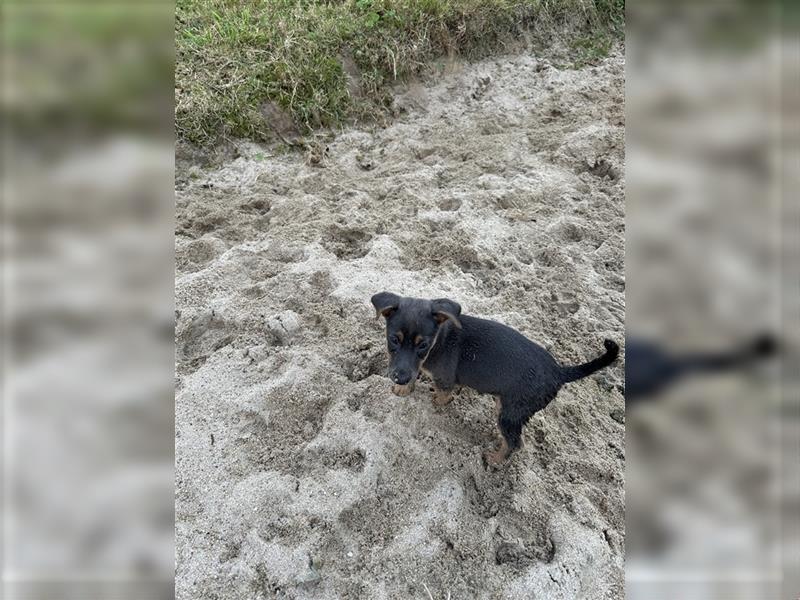 Wunderschönes Jack Russel Terrier Weibchen sucht ein liebevolles Zuhause!