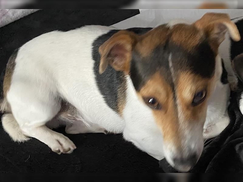 Jack Russell Welpen