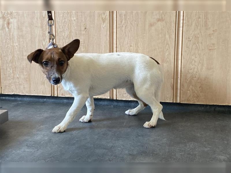 Lilo, kleine Jack Russel Hündin sucht aktive Menschen