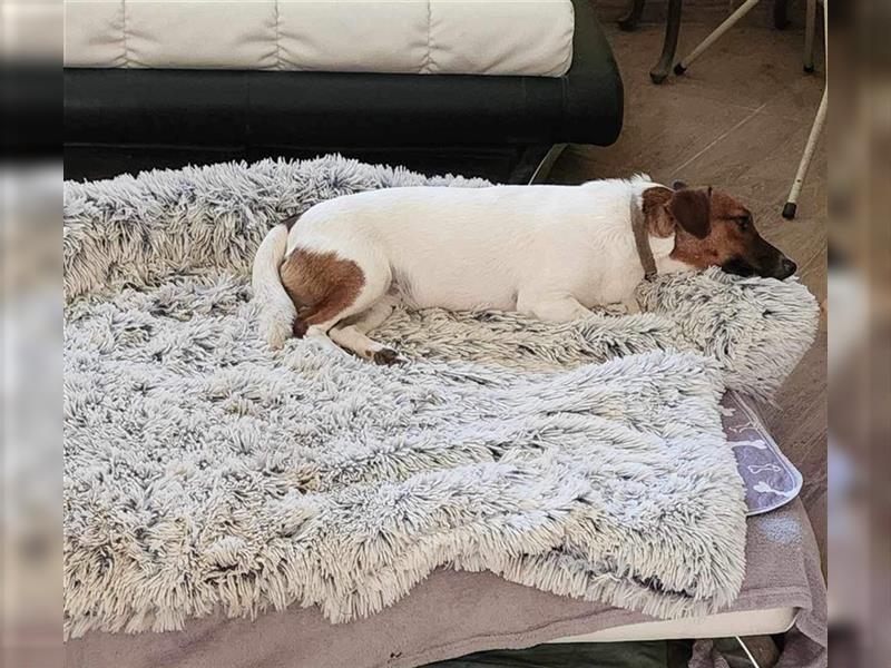 Lilo, kleine Jack Russel Hündin sucht aktive Menschen