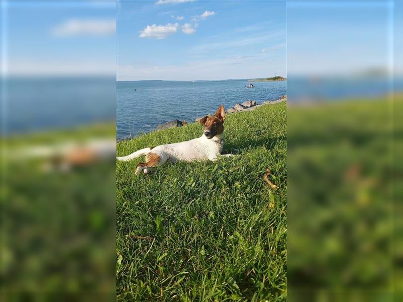 Lilo, kleine Jack Russel Hündin sucht aktive Menschen