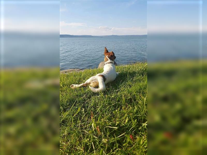 Lilo, kleine Jack Russel Hündin sucht aktive Menschen