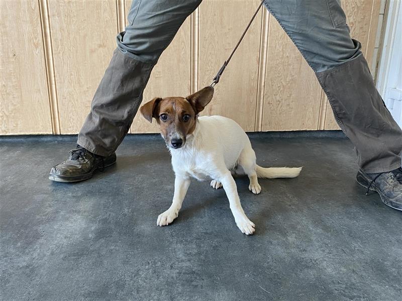 Lilo, kleine Jack Russel Hündin sucht aktive Menschen