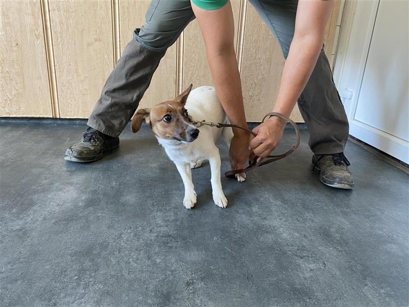 Lilo, kleine Jack Russel Hündin sucht aktive Menschen