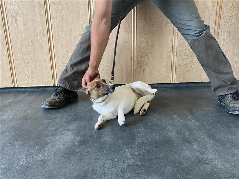 Lilo, kleine Jack Russel Hündin sucht aktive Menschen