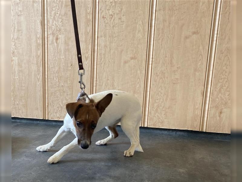 Lilo, kleine Jack Russel Hündin sucht aktive Menschen