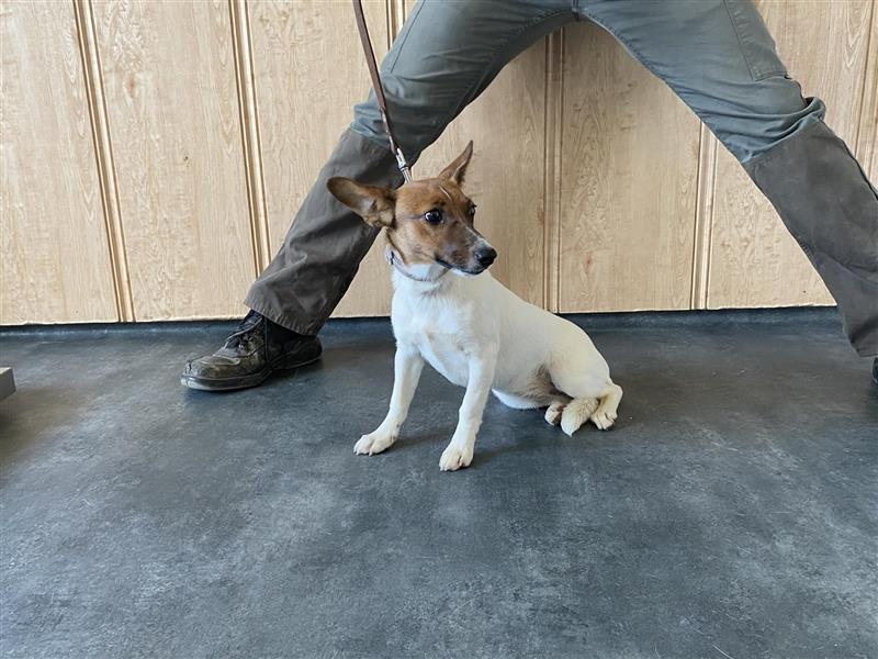 Lilo, kleine Jack Russel Hündin sucht aktive Menschen