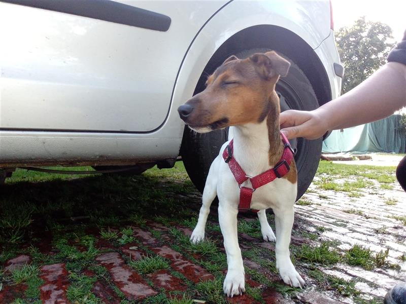 Jack Russel Terrier Hündin