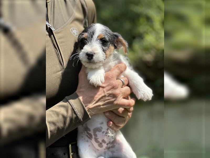 Lustige reinrassige Parson Jack-Russell Terrier Welpen, Hausaufzucht