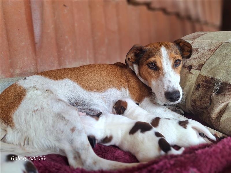 Jack Russel Welpen