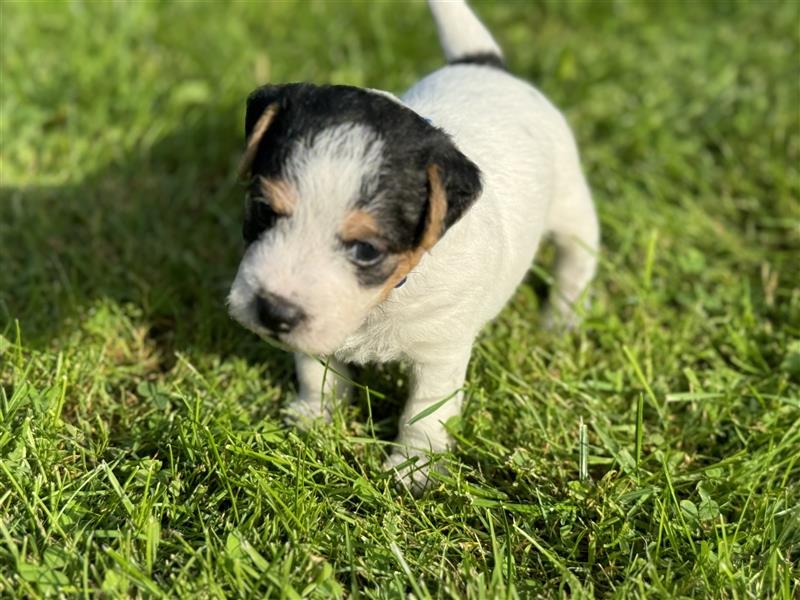 Jack Russel Terrier Welpen