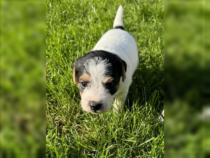 Jack Russel Terrier Welpen