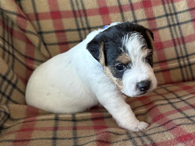 Jack Russel Terrier Welpen