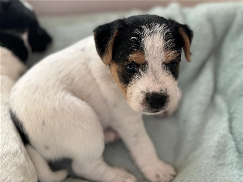 Jack Russel Terrier Welpen