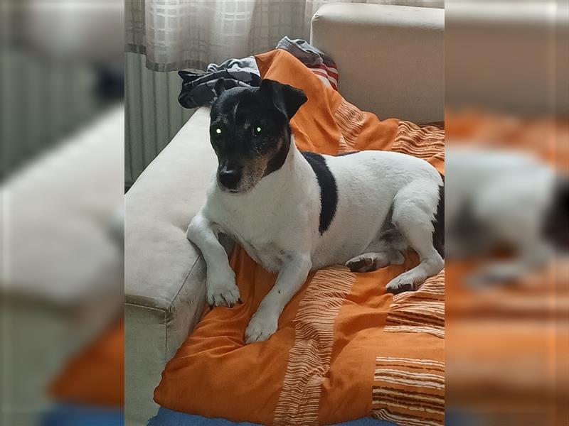 Schweren Herzens hund abzugeben