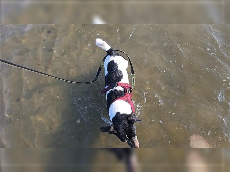 Schweren Herzens hund abzugeben