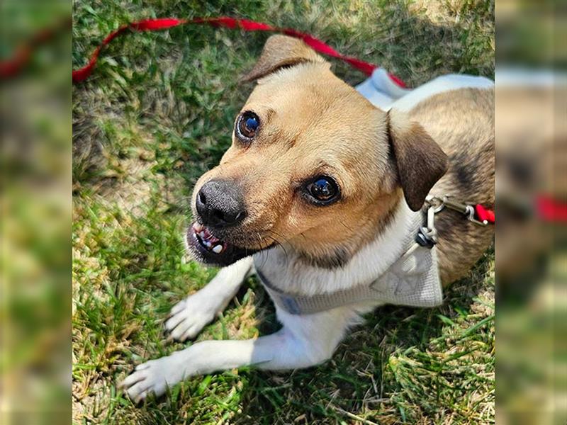 ❤️ kleiner Prinz OREGANO - 2 Jahre, 32cm - Jack Russell-Mix