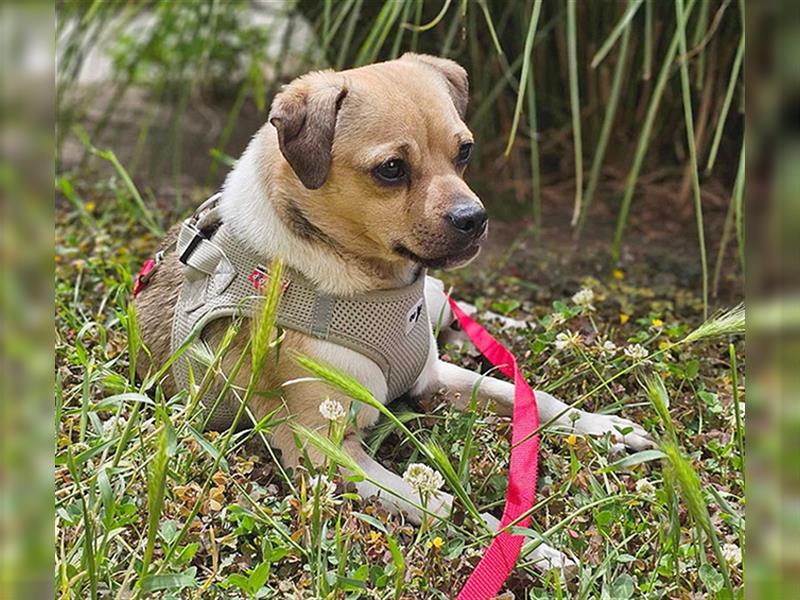 ❤️ kleiner Prinz OREGANO - 2 Jahre, 32cm - Jack Russell-Mix