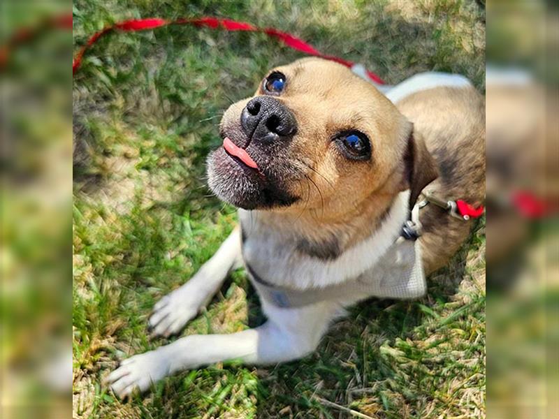 ❤️ kleiner Prinz OREGANO - 2 Jahre, 32cm - Jack Russell-Mix