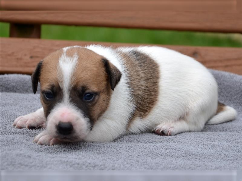 Jack Russell Welpen (tricolor)