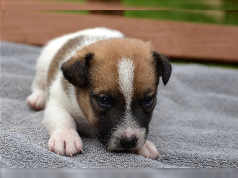 Jack Russell Welpen (tricolor)