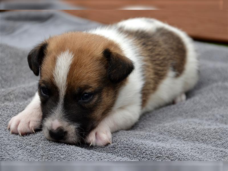 Jack Russell Welpen (tricolor)