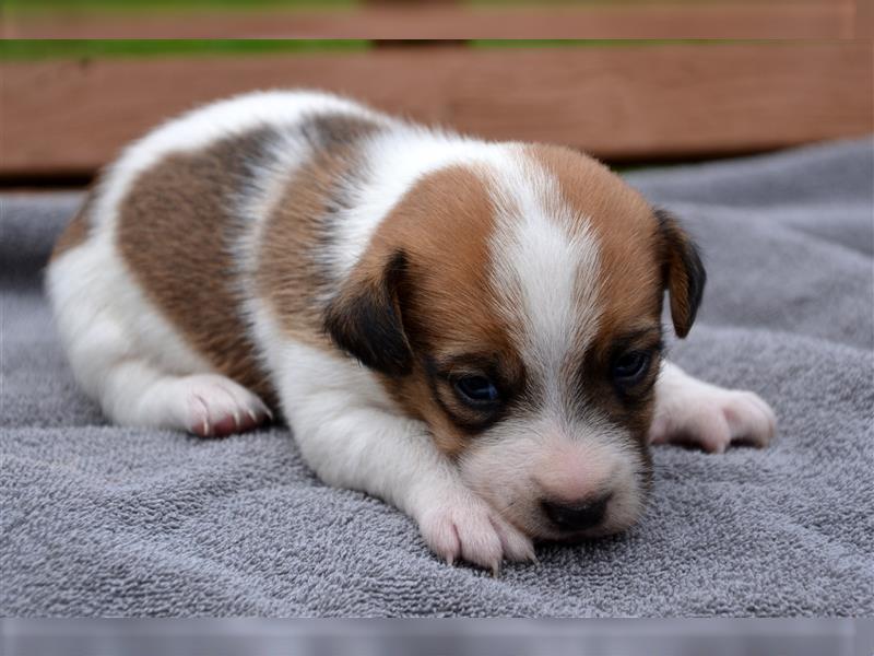 Jack Russell Welpen (tricolor)