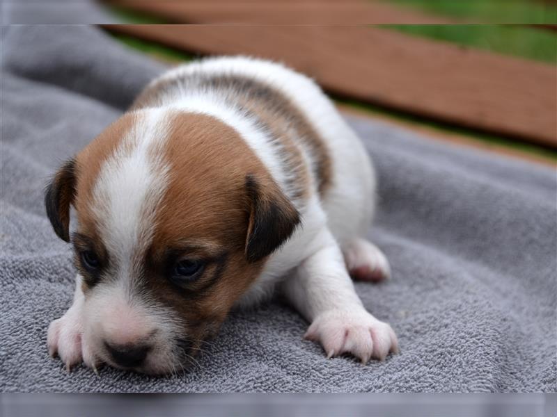 Jack Russell Welpen (tricolor)