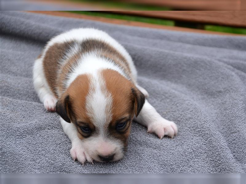 Jack Russell Welpen (tricolor)