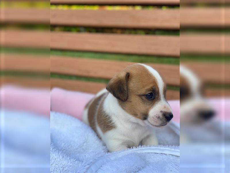 Jack Russell Welpen (tricolor)